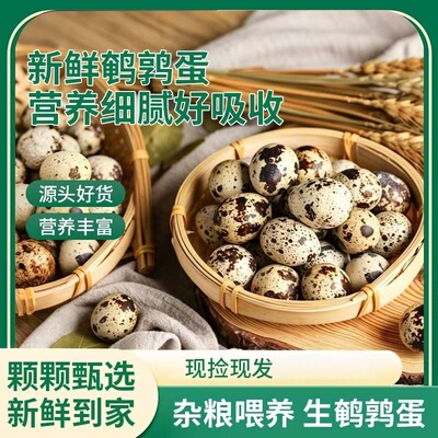 农家杂粮喂养新鲜生鹌鹑蛋多种吃法口感细腻整箱发货批发包邮农场
