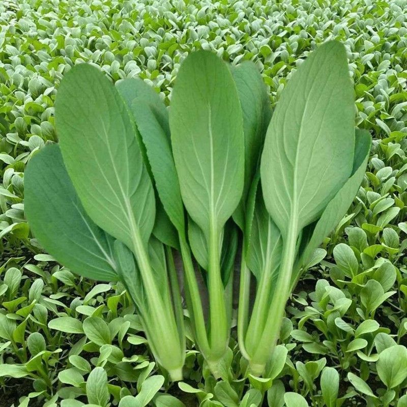 鸡毛菜种子种籽四季小白菜青菜油菜上海青蔬菜菜籽菜种孑大全籽种 - 图0