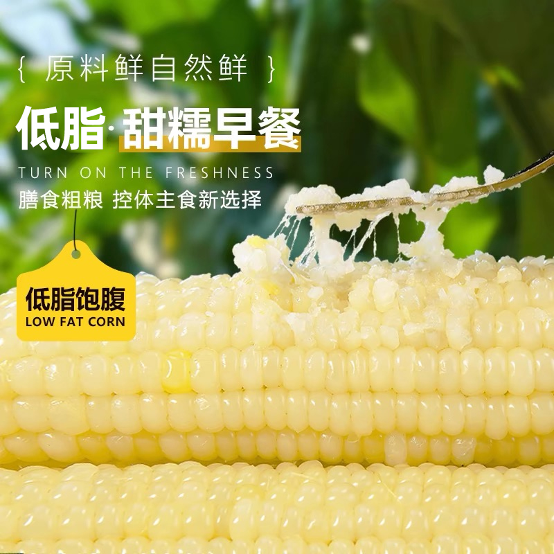 金沃瑞丰白糯玉米新鲜糯玉米非转基因粘玉米棒非即食代餐东北苞米