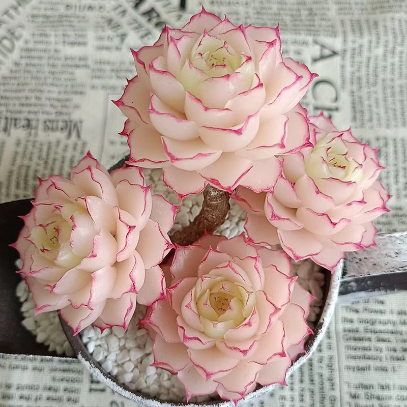 精品奶酪多肉植物室内盆栽绿植稀有品种汤圆小肉肉花卉植物好养活