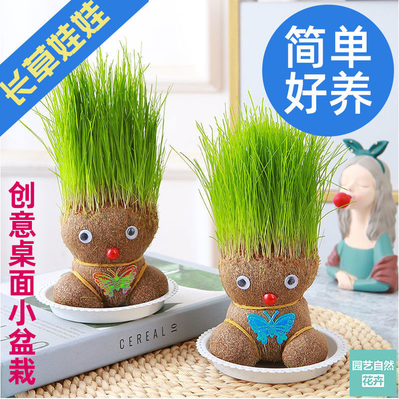 【稳定签到】大号草头娃娃送托盘营养液喷壶