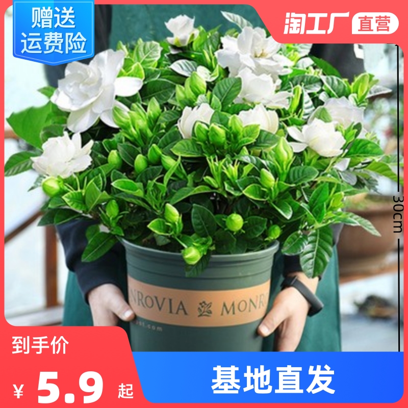 栀子花盆栽花卉植物室内带花苞阳台水培绿植浓香型大树苗四季好养