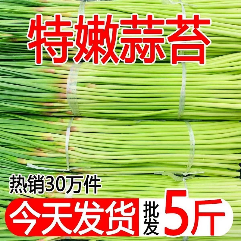 【突破底价】2024年蒜苔新鲜嫩蒜苔批发价红帽蒜薹蒜毫现摘现发 - 图2