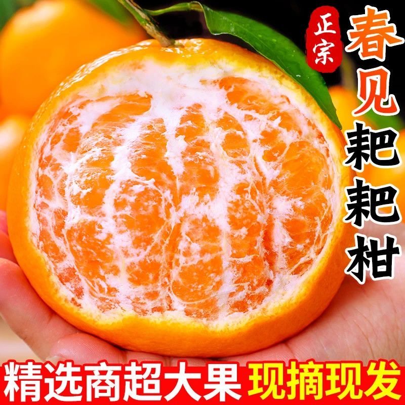 四川春见耙耙柑粑粑柑正宗新鲜水果橘子当季整箱杷杷柑包邮现摘,淘宝优惠券,粉丝福利购,淘宝优惠卷