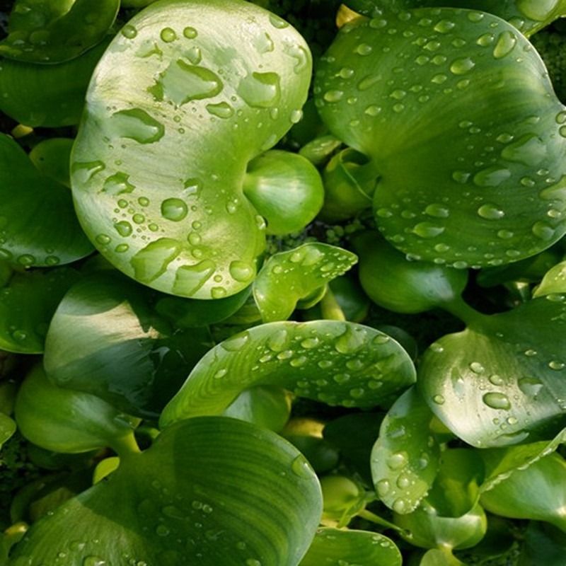 水葫芦水草浮萍鱼缸乌龟虾花卉鱼池塘净化水生植物增氧绿植淡水 - 图1