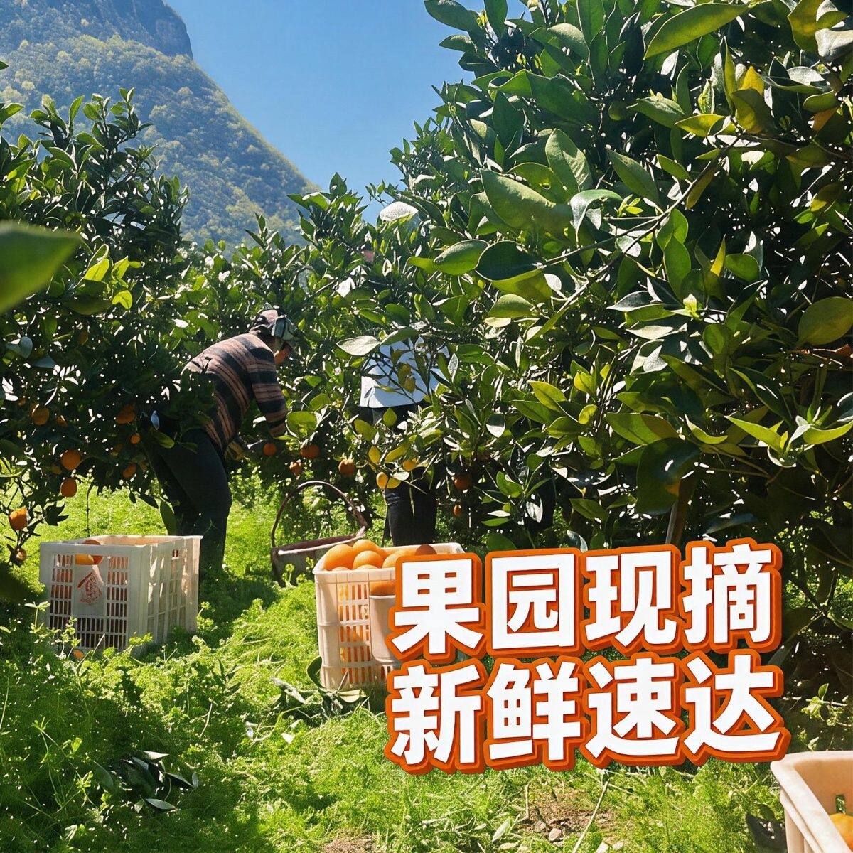 正宗伦晚脐橙大果秭归春橙新鲜手剥橙子湖北宜昌超甜多汁应季水果