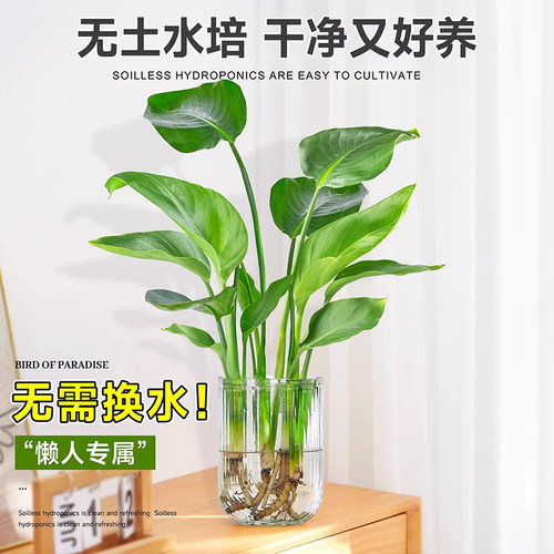 天堂鸟水培植物盆栽客厅室内花卉四季常青好养绿植办公室鹤望兰 - 图1