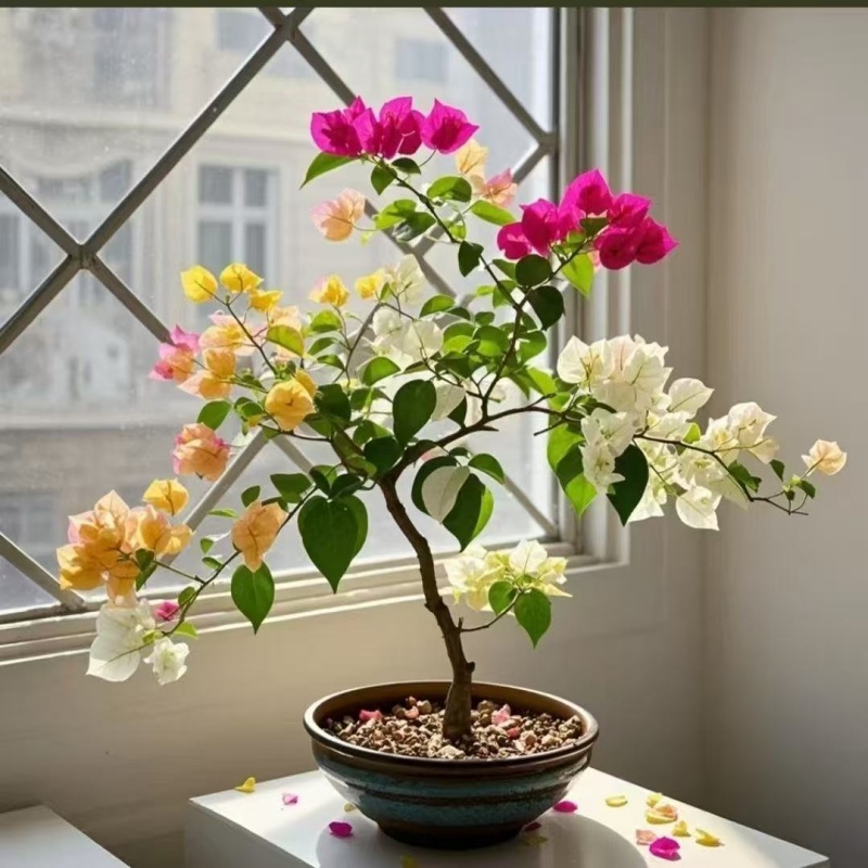 【网红爆款】正宗三角梅老桩苗基地直发盆栽四季好养花卉绿植花园 - 图1