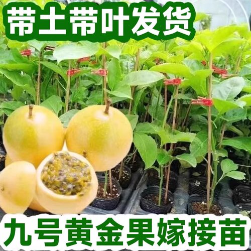 特大百香果苗钦蜜9号黄金百香果树广西嫁接苗四季盆栽芒果芭乐 - 图3
