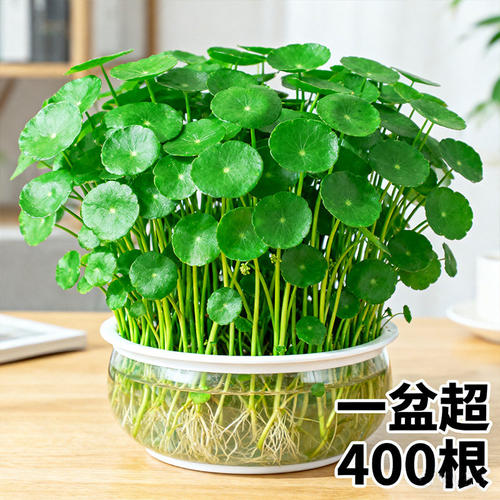 大叶铜钱草水培植物金钱草盆栽室内外精品绿植四季好养活客厅阳台 - 图2