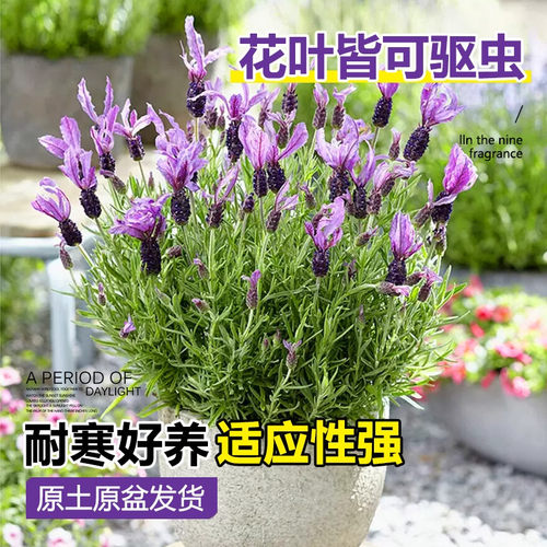 薰衣草盆栽室内驱蚊植物羽叶普罗旺斯花苗四季开花卉室外花期耐寒 - 图0