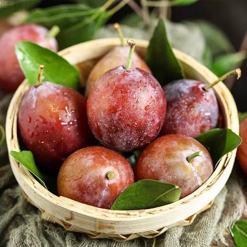 现货 智利西梅大果甜李子新鲜水果孕妇法兰西西梅当季批发包邮,淘宝优惠券,粉丝福利购,淘宝优惠卷