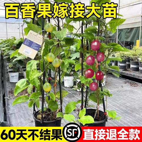 特大百香果苗钦蜜9号黄金百香果树广西嫁接苗四季盆栽芒果芭乐 - 图0