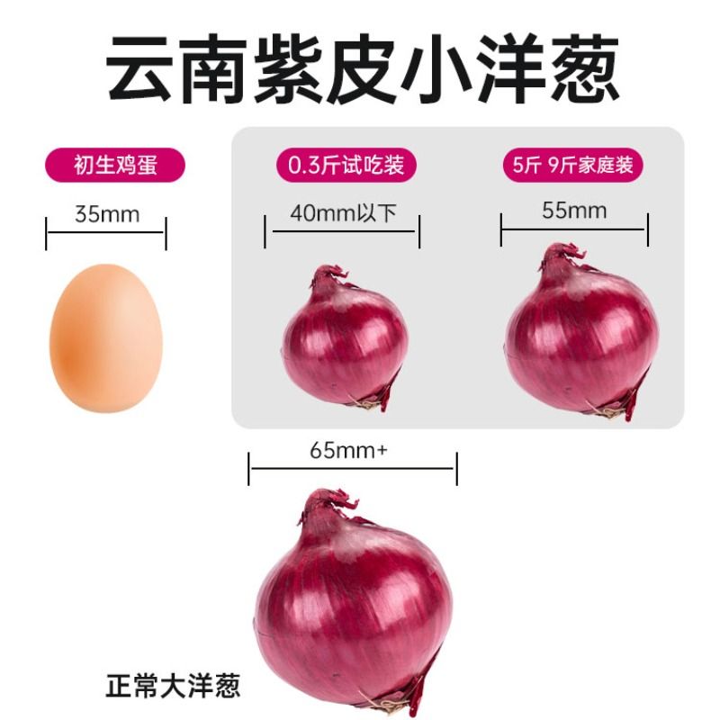 正宗云南紫皮洋葱9斤新鲜紫皮圆葱蔬菜当季洋葱头甜味生吃元葱 - 图0