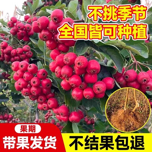 嫁接北方山楂树活苗大金星南方种植矮化无籽甜山楂树苗当年结果树 - 图2