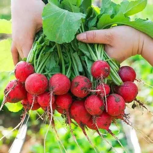 蔬菜种子四季播辣椒西瓜籽孑香菜春季蔬菜大全菠菜四季豆番茄白菜 - 图2
