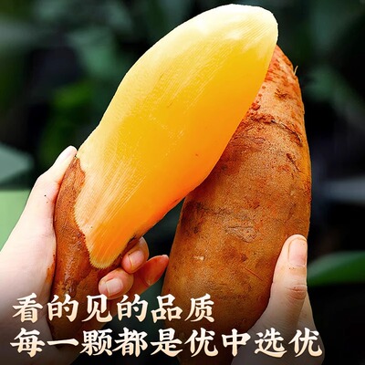 精选新鲜云南天山雪莲果水果当季现挖脆甜时令新果精品黄心9斤装