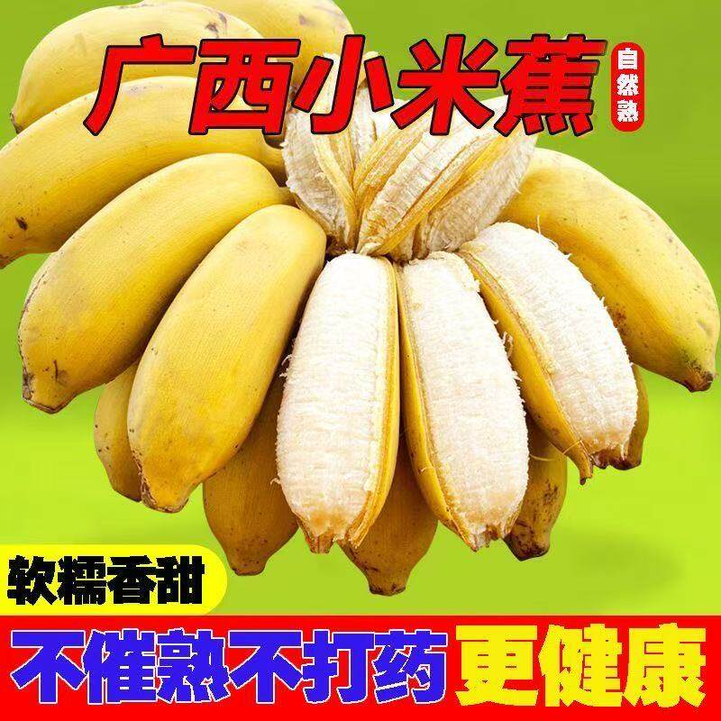 正宗广西小米蕉小香蕉水果苹果粉蕉芭蕉西贡蕉新鲜尾蕉小果自然熟