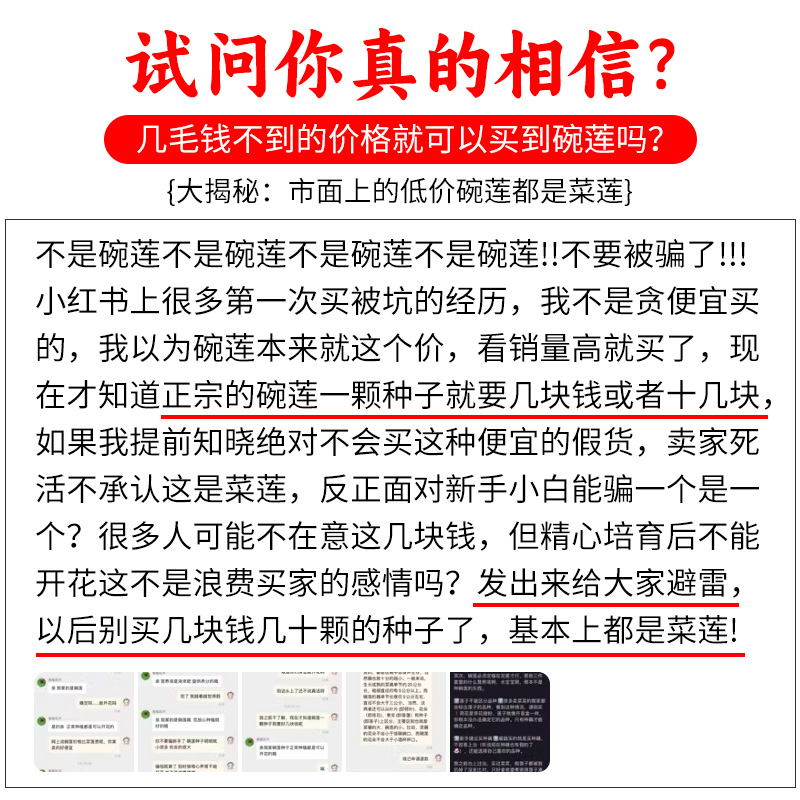 碗莲水培植物种籽子已开口四季开花水生植物室内盆栽睡莲荷花花卉