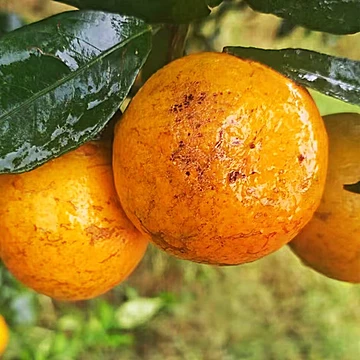 广西老树花皮武鸣沃柑净重4.5斤[1元优惠券]-寻折猪