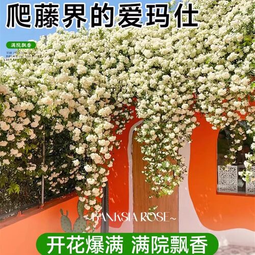 红木香四季开花苗爬藤植物甜蜜黄木香花庭院阳台无刺蔷薇盆栽花卉 - 图2