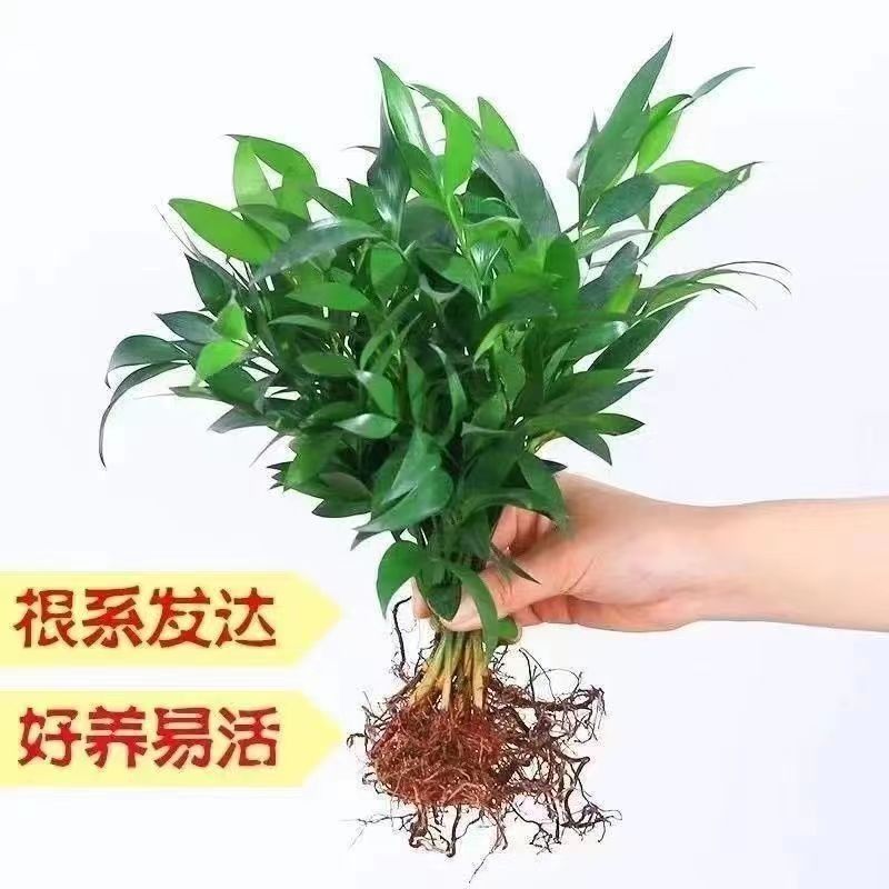 水培植物新宠驱蚊竹柏盆栽富贵竹驱蚊草花卉植物室内绿植水养植物 - 图2