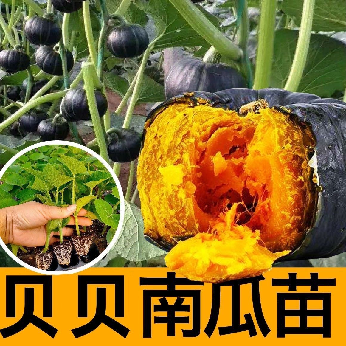 贝贝南瓜蔬菜秧苗蔬菜苗四季豆茄子辣椒盆栽种植好成活薄皮新鲜 - 图1