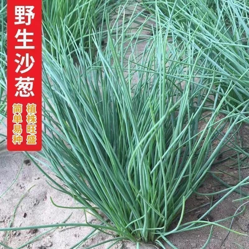 沙葱种子沙葱高产胡聪耐热耐寒耐旱盆栽庭院阳台四季蔬菜种子,淘宝优惠券,粉丝福利购,淘宝优惠卷