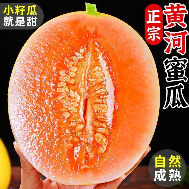 黄河蜜甜瓜民勤哈密瓜沙漠当季新鲜水果黄皮金冰淇淋蜜瓜香瓜正宗