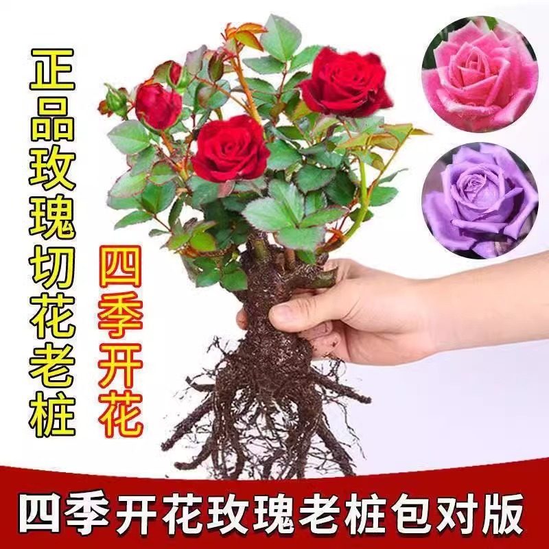 正宗玫瑰花苗盆栽老桩浓香特大花室内外耐寒蔷薇月季花卉四季开花,淘宝优惠券,粉丝福利购,淘宝优惠卷