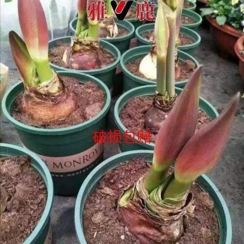 正品特大朱顶红四季开花自然开花客厅办公装饰品重瓣阳台花孔雀 - 图0