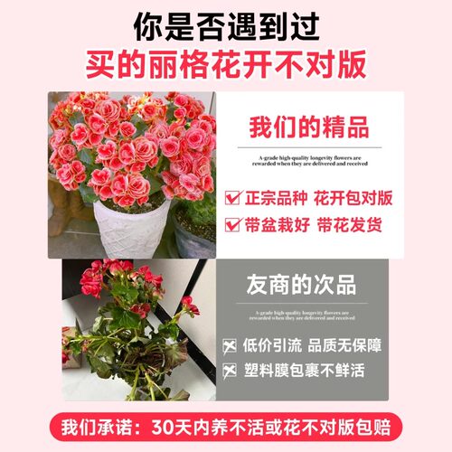 重瓣丽格海棠花盆栽带花天竺葵室内长寿花卉植物阳台四季开花小苗 - 图2
