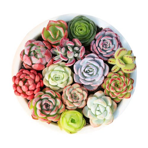 多肉植物套餐组合新手带盆肉肉大颗好养精品玉露桃蛋绿植室内花卉 - 图3