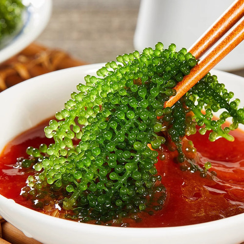 海葡萄儿童即食海葡萄植物鱼子酱海藻凉拌菜盐渍水葡萄爆珠浆海草 - 图0