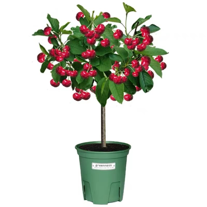 车厘子树苗樱桃树苖矮化樱桃树果树南方北方种植盆栽庭院大樱桃苗,淘宝优惠券,粉丝福利购,淘宝优惠卷