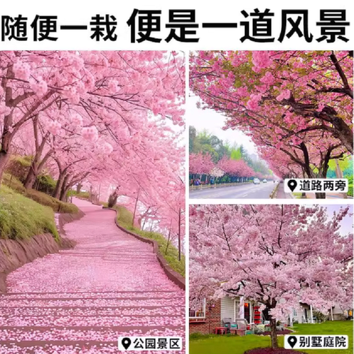 樱花树苗庭院大树日本晚樱种植花卉盆栽风景树吉野八重樱开花带花 - 图2