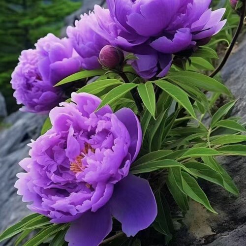 【带芽发货】重瓣芍药花苗浓香花卉正宗观赏芍药牡丹四季开花好养 - 图2