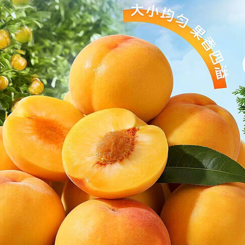 山东蒙阴黄桃黄金桃新鲜水果软硬两吃水蜜桃毛桃子鲜甜锦绣黄桃