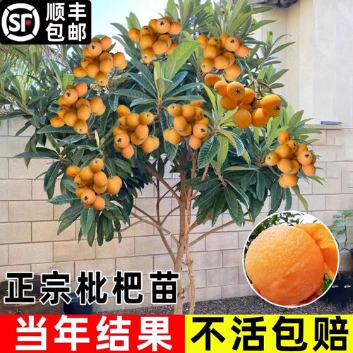 大五星枇杷苗树琵琶果树苗嫁接苗盆栽南方水果树果苗超甜种植大果 - 图3