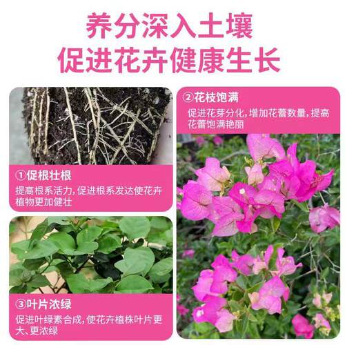 三角梅开花专用营养液肥促花爆花骨粉复合肥料养花枝繁叶茂促开花 - 图1