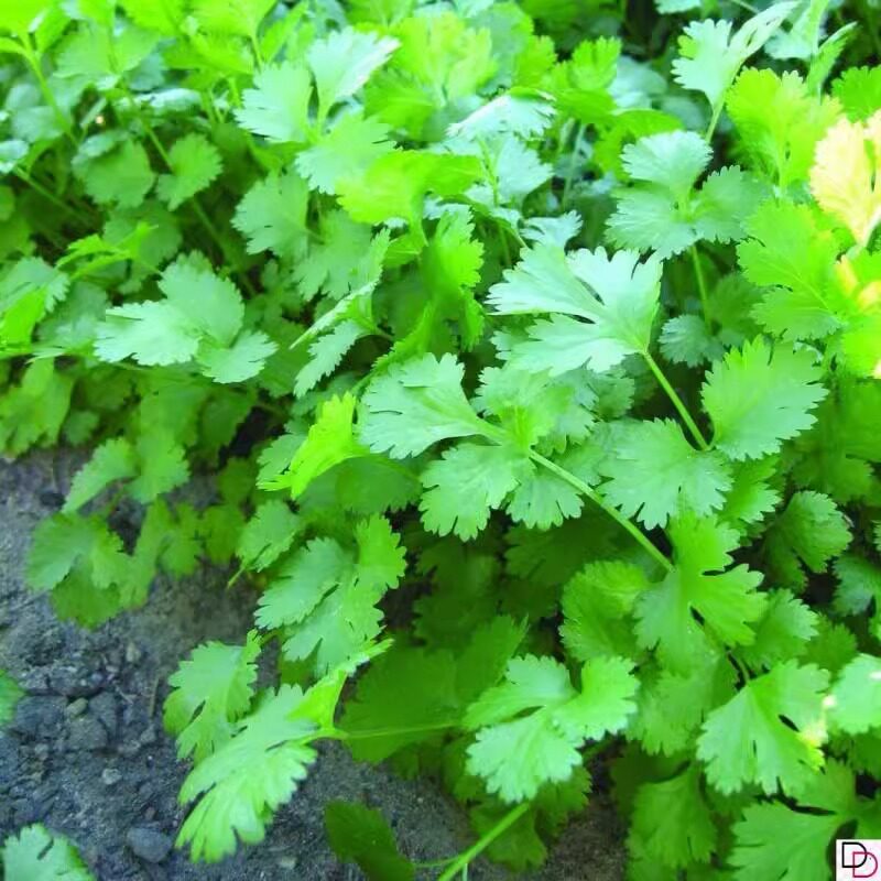 大叶香菜种子四季种植蔬菜种子菜籽阳台花盆菜孑番茄辣椒白萝卜