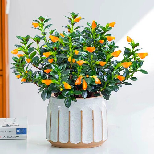金鱼吊兰盆栽室内绿植花卉多肉植物绿萝年宵花吸甲醛四季好养盆景 - 图2