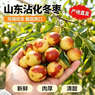 净重3斤！山东沾化冰糖冬枣水果