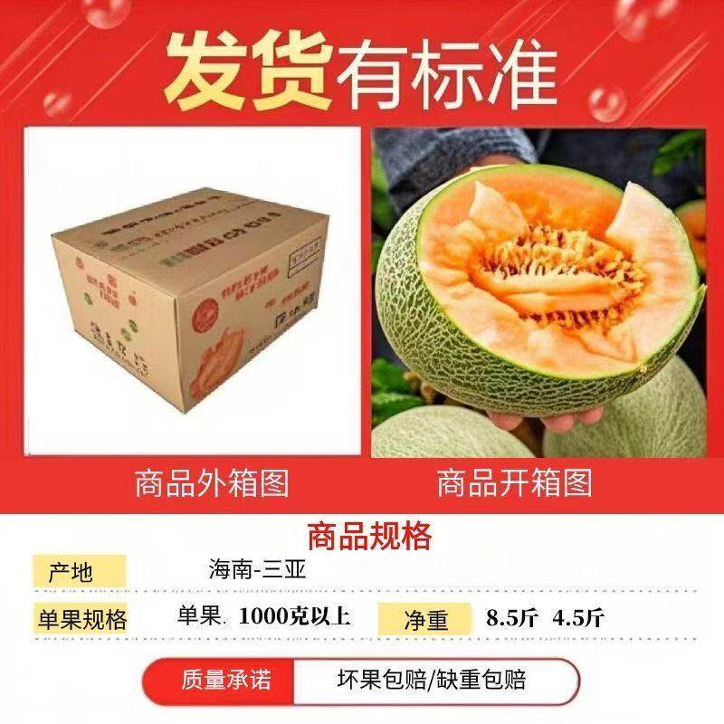海南哈密瓜现摘产地直发正宗沙地网纹瓜西州蜜脆甜新鲜水果甜瓜