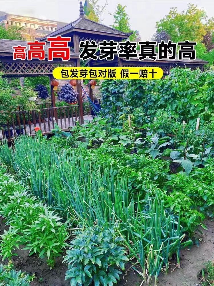 春蝶浓香大叶香菜种子四季种植蔬菜种子菜籽秋冬阳台小院花盆菜孑 - 图1