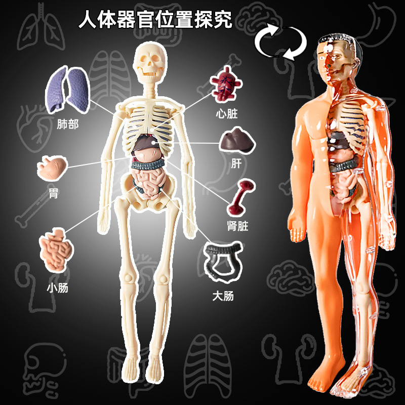 人体模型可拆卸拼装结构骨骼器官3d骨架内脏医学解剖中医学馆摆件 - 图0