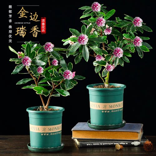 金边瑞香盆栽浓香型植物室内花卉老桩秋冬养耐寒客厅阳台开花庭院 - 图0