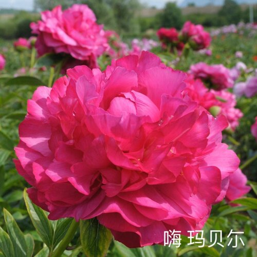 重瓣芍药花带芽根块阳台庭院耐寒四季盆栽花卉春季开花勺药 - 图1