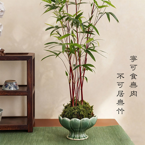 红竹苔藓球观音竹子盆栽水培植物景观凤尾竹米竹客厅桌面观赏盆景 - 图0