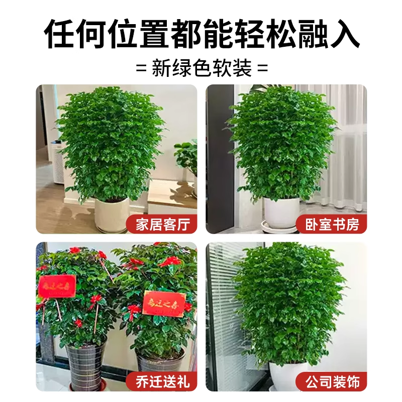 幸福树客厅绿植大型盆栽高级感植物除甲醛室内好养高端大气上档次 - 图3